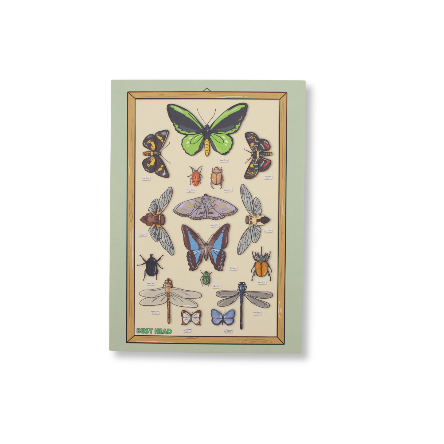 Busy Head Postcard | Queensland Insect Cabinet