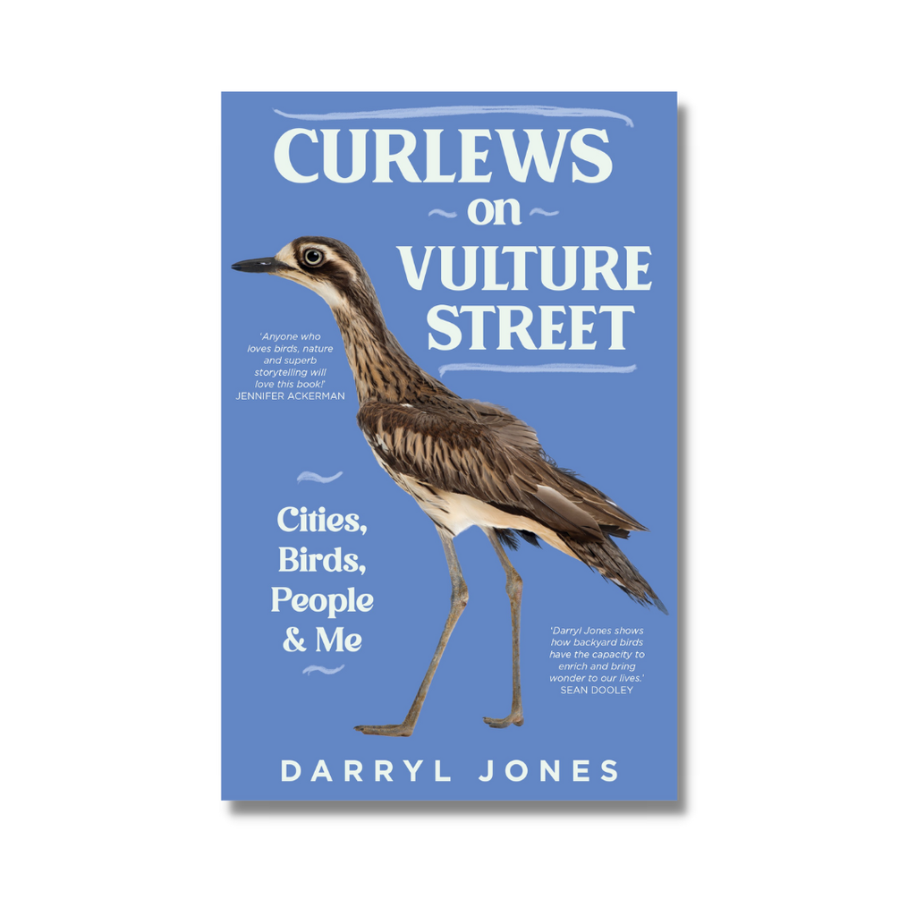 Curlews on Vulture Street by Darryl Jones